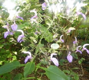 Botanischer Garten Puerto de la Cruz