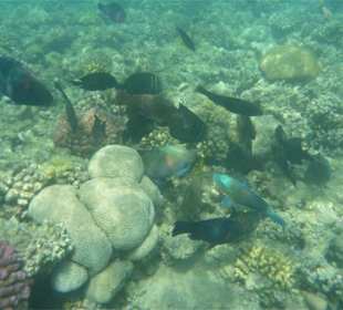 Rafa 200 m od hotelu