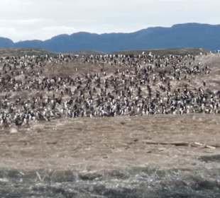 Bootsfahrt Beaglekanal