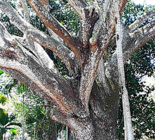 Pamplemousses Botanical Garden