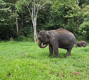 Elefantenspaziergang  