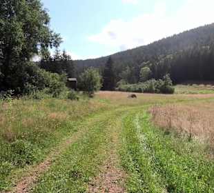 Wandern Schenkenzell
