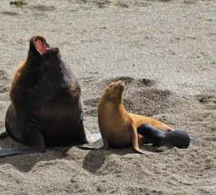 Argentinien, Valdes, Seeelefantenfamilie 