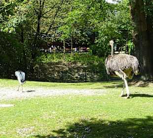 Marabu & Südafrikanischer Strauß