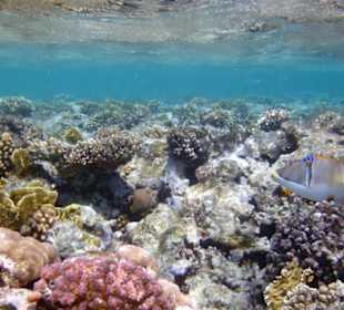 Rotmeer Picassodrückerfisch