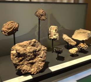 Museum für Naturkunde