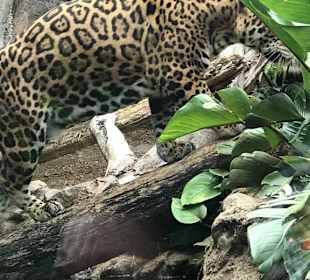 Grosskatzen im Loro Park.
