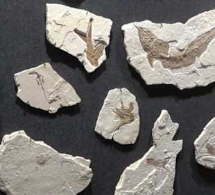 Dinosaurier Museum Altmühltal