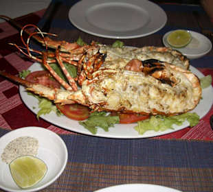 Frischer Lobster