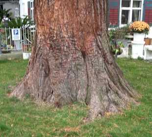 Mammutbaum Nonnenhorn