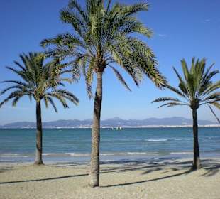 Palmenstrand von El Arenal im Januar