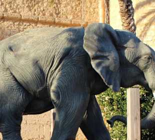 Medina Hammamet-Yasmine