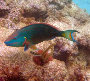 Papageifisch