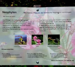 Wissenswertes über Pflanzen