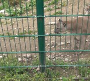 Südamerika Bereich - Puma
