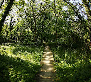 Baltata Natural Reserve