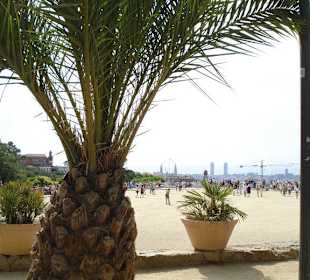 Schöne Palmen im ganzen Park