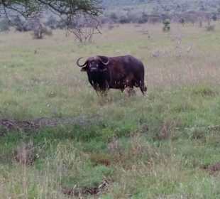 Sarova Salt Lick Game Lodge