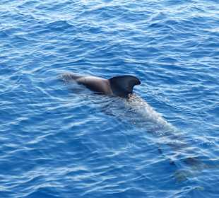 Grindwal (Pilotwal gesichtet beim Ausflug