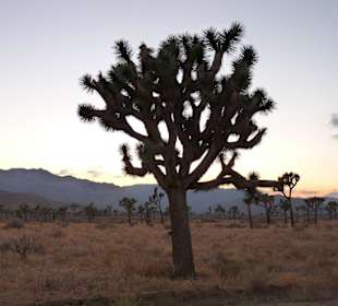 Joshua Tree National Park