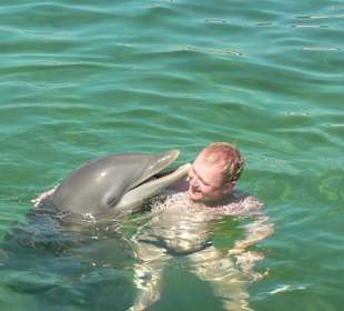 Schwimmen mit den Delphinen