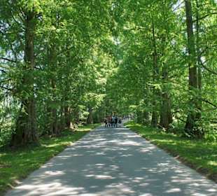 Aleja drzew "mammut"