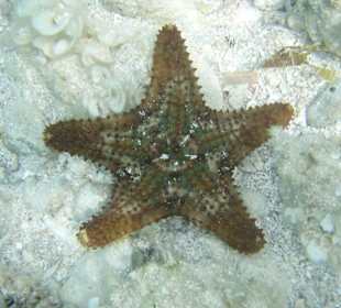 Seestern