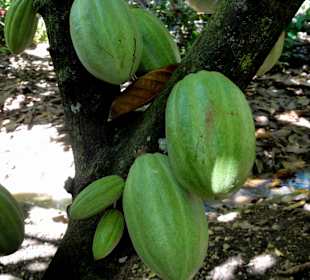Kakao-Bäume mit reichlich Früchten