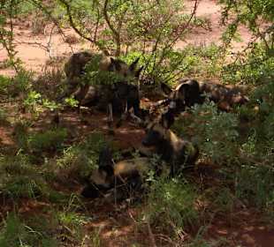 Wildhunde im Rudel