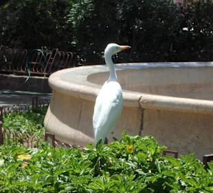 Ein Kuhreiher mitten in der Stadt