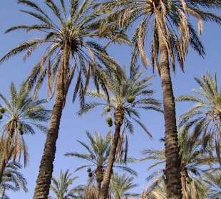 Palmenplantage