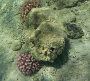 Schnorcheln am Hausriff