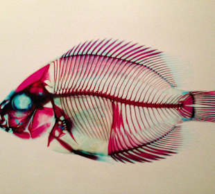 Museum of Natural History