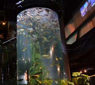 KLCC Aquarium