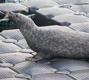 Seehund erhält Belohnung