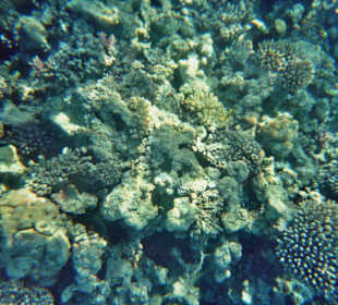 Schnorcheln bei Hurghada