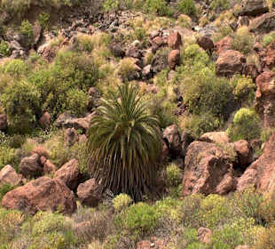 Roślinność Gór Gran Canaria