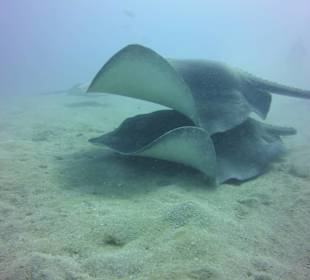 Rochen Tauchclub Ocean Trek Teneriffa