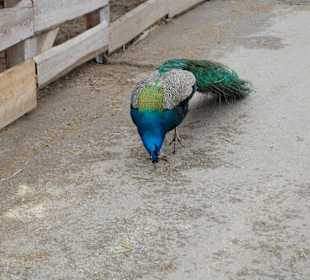 Pfau auf der Suche nach dem goldenen Korn