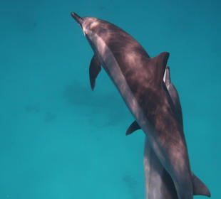 Delphin Tour
