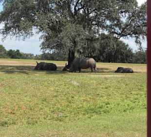 Auf Parksafari - Nashörner aus nächster Nähe