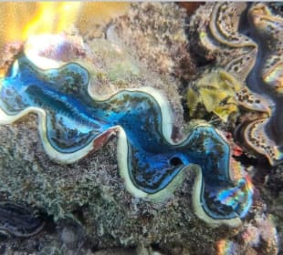 Schnorcheln Hurghada