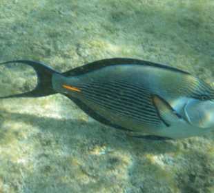 Einer der grösseren Fische am Riff