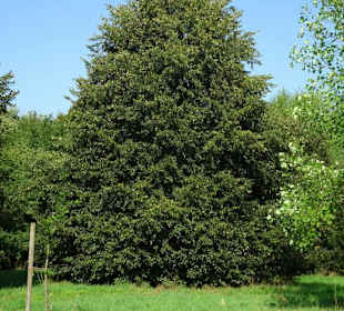 Impressionen aus dem Arboretum Wildeshausen