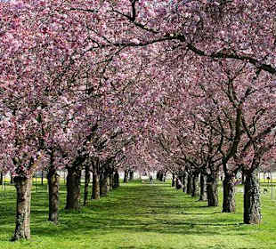 Schwetzingen Schlosspark