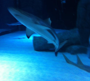 Antalya Aquarium 