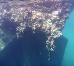 Schnorcheln El Quseir