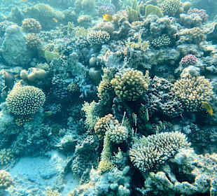 Schnorcheln Marsa Alam