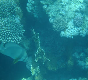 Fledermausfisch am Außenriff