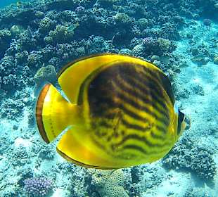 Schnorcheln Makadi Bay